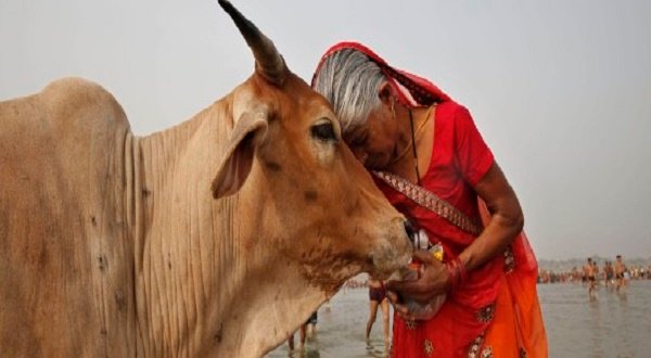 A woman worships a cow as Indian Hindus offer prayers to the River Ganges, holy to them during the Ganga Dussehra festival in Allahabad, India, Sunday, June 8, 2014. Allahabad on the confluence of rivers the Ganges and the Yamuna is one of Hinduismâs holiest centers. AP/Rajesh Kumar Singh