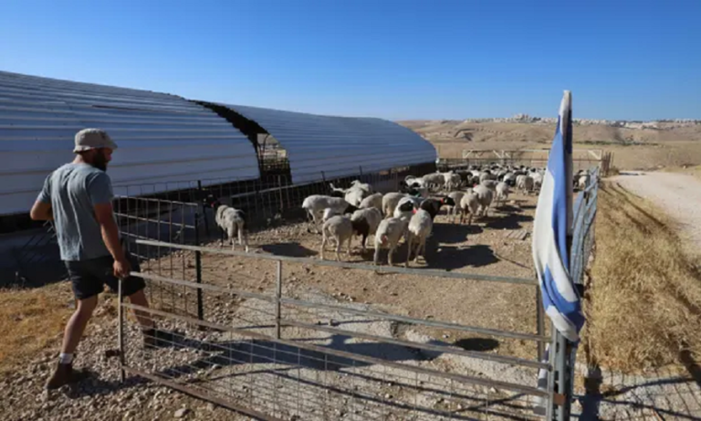 ‘The Land Beyond the Road is Forbidden’: Israeli Settler Shepherds Displace Palestinians ￼
