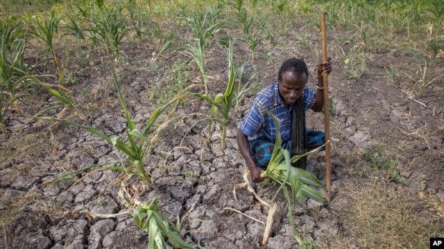 FILE - A farmer shows his failed crops in the Megenta area of Afar, Ethiopia, Jan. 26, 2016.