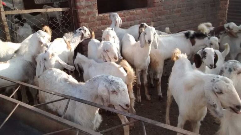 An Attempt to Ban Animal Sacrifice: Will Muslims be Able to Celebrate Eid-ul-Azha?