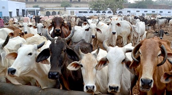 Madhya Pradesh: Cow Vigilantes Lynch 50-Year-Old Muslim Man, Two Injured