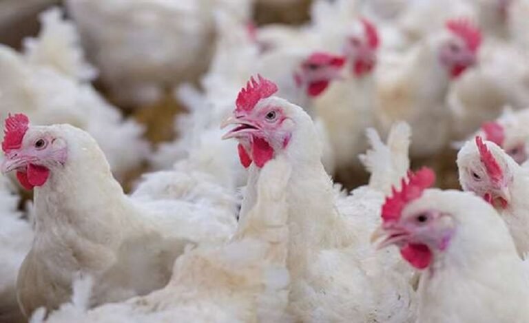 Nepal Stops Importing All Poultry Items from India