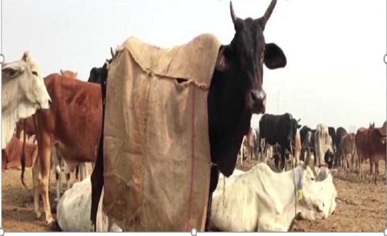 UP Govt Orders Special Coats, Bonfire to Save Cows from Winter Chill