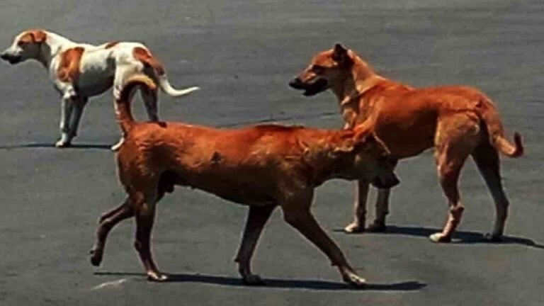 Uttar Pradesh: Stray Dogs Gouge Out Eyes from Human Body in Ayodhya Hospital