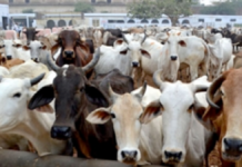 Minority Lawyers’ Body Urges Muslims to Avoid Cow Sacrifice Amid Communal Tensions